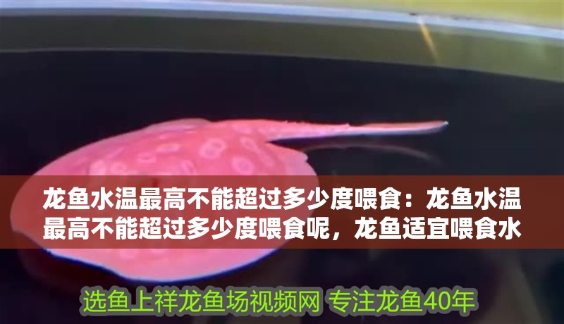 龍魚水溫最高不能超過多少度喂食：龍魚水溫最高不能超過多少度喂食呢，龍魚適宜喂食水溫