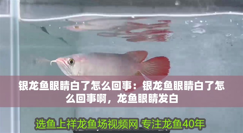 銀龍魚眼睛白了怎么回事：銀龍魚眼睛白了怎么回事啊，龍魚眼睛發白 銀龍魚眼睛白了怎么回事：銀龍魚眼睛白了怎么回事啊，龍魚眼睛發白 水族問答