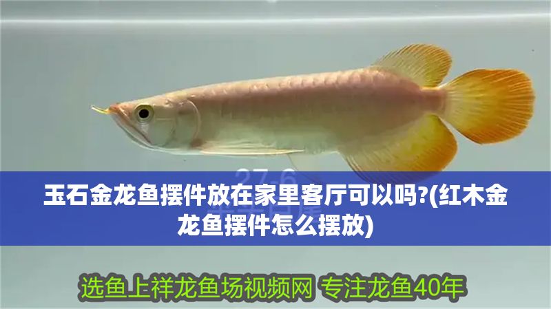 玉石金龍魚擺件放在家里客廳可以嗎?(紅木金龍魚擺件怎么擺放) 玉石金龍魚擺件放在家里客廳可以嗎?(紅木金龍魚擺件怎么擺放) 金龍魚百科 第1張
