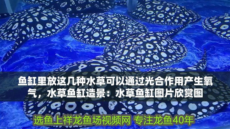 魚缸里放這幾種水草可以通過光<strong><mark>合作</mark></strong>用產生氧氣，水草魚缸造景：水草魚缸圖片欣賞圖