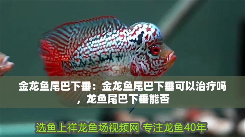 金龍魚尾巴下垂：金龍魚尾巴下垂可以治療嗎，龍魚尾巴下垂能否 金龍魚尾巴下垂：金龍魚尾巴下垂可以治療嗎，龍魚尾巴下垂能否 水族問答