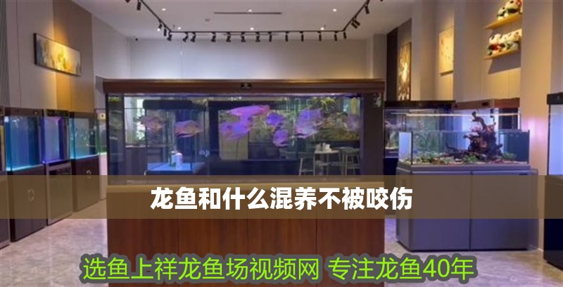 龍魚和什么混養(yǎng)不被咬傷