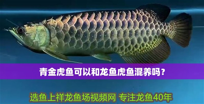 魚缸用增氧泵價(jià)格是多少:魚缸增氧機(jī)-xtrac增氧機(jī)-xtrac增氧機(jī) 青金虎魚可以和龍魚虎魚混養(yǎng)嗎? 虎魚百科 青金虎魚可以和龍魚虎魚混養(yǎng)嗎? 青金虎魚可以和龍魚虎魚混養(yǎng)嗎? 虎魚百科