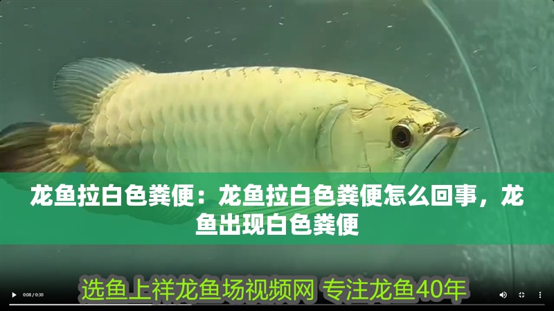龍魚拉白色糞便：龍魚拉白色糞便怎么回事，龍魚出現(xiàn)白色糞便