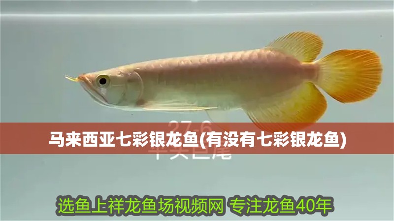 馬來西亞七彩銀龍魚(有沒有七彩銀龍魚)