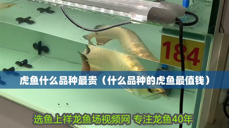 虎魚什么品種最貴（什么品種的虎魚最值錢）