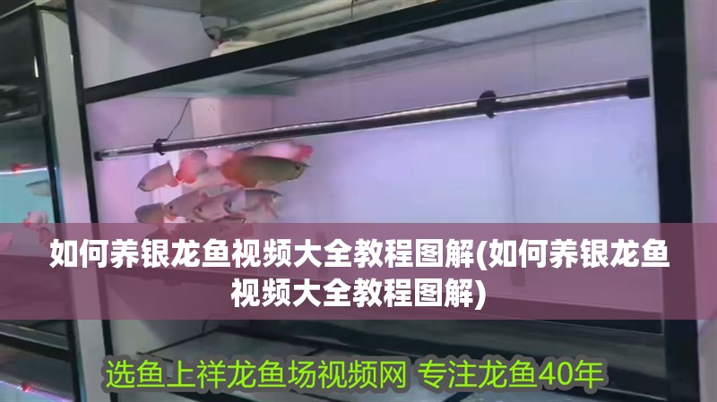 如何養銀龍魚視頻大全教程圖解(如何養銀龍魚視頻大全教程圖解)