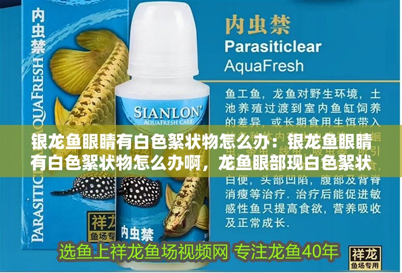 銀龍魚(yú)眼睛有白色絮狀物怎么辦：銀龍魚(yú)眼睛有白色絮狀物怎么辦啊，龍魚(yú)眼部現(xiàn)白色絮狀物應(yīng)對(duì) 銀龍魚(yú)眼睛有白色絮狀物怎么辦：銀龍魚(yú)眼睛有白色絮狀物怎么辦啊，龍魚(yú)眼部現(xiàn)白色絮狀物應(yīng)對(duì) 水族問(wèn)答