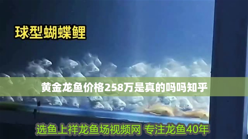 黃金龍魚價格258萬是真的嗎嗎知乎