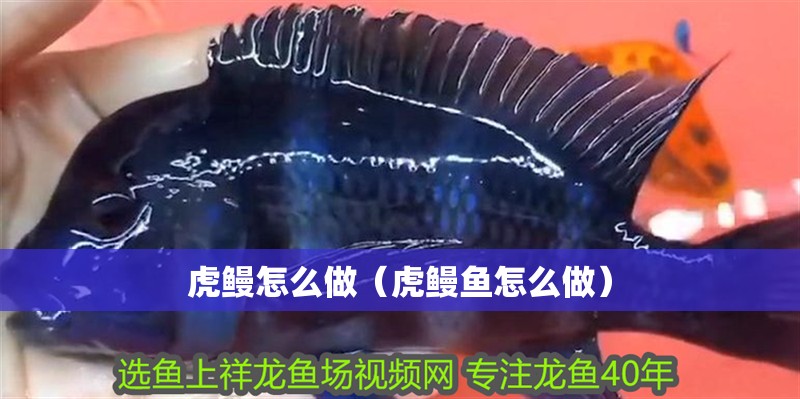 虎鰻怎么做（虎鰻魚怎么做）