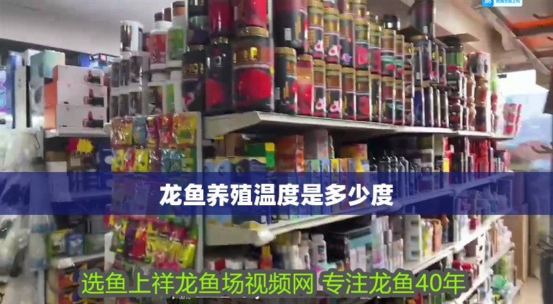 龍魚養殖溫度是多少度 龍魚養殖溫度是多少度 龍魚百科