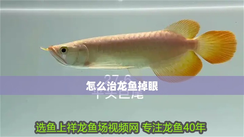 怎么治龍魚掉眼