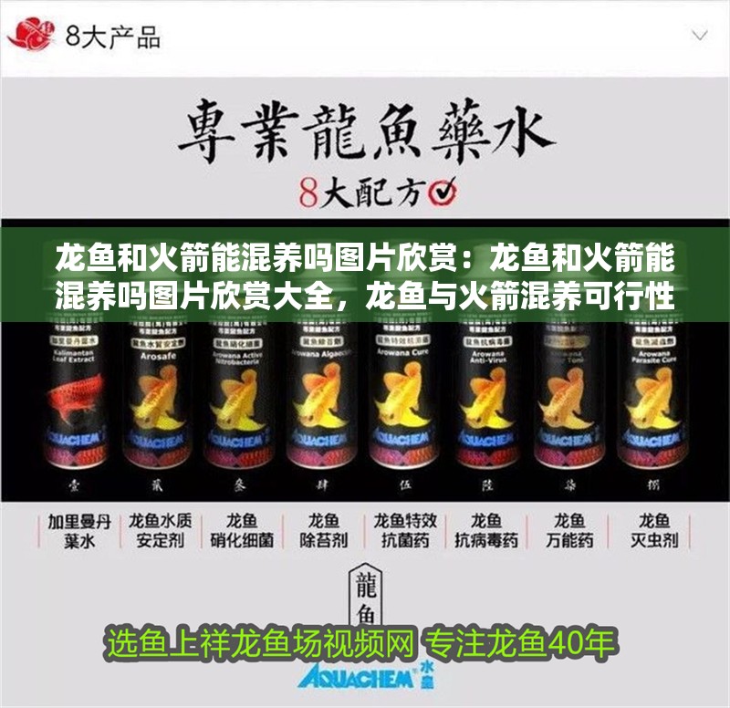 龍魚和火箭能混養嗎圖片欣賞：龍魚和火箭能混養嗎圖片欣賞大全，龍魚與火箭混養可行性及圖片