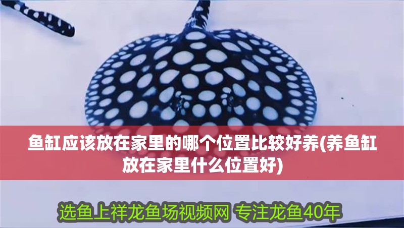 魚缸應該放在家里的哪個位置比較好養(養魚缸放在家里什么位置好) 魚缸應該放在家里的哪個位置比較好養(養魚缸放在家里什么位置好) 銀龍魚百科