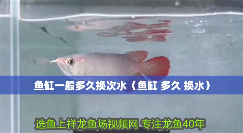 魚缸一般多久換次水（魚缸 多久 換水）