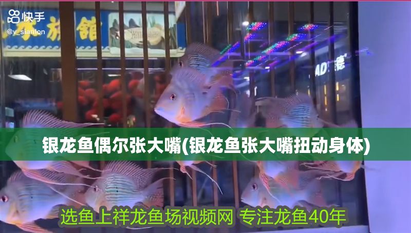 銀龍魚偶爾張大嘴(銀龍魚張大嘴扭動身體)