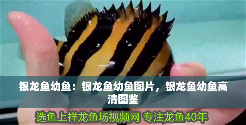 銀龍魚幼魚：銀龍魚幼魚圖片，銀龍魚幼魚高清圖鑒
