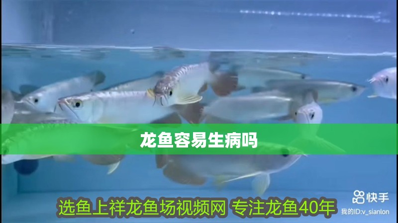 龍魚容易生病嗎 龍魚容易生病嗎 龍魚百科