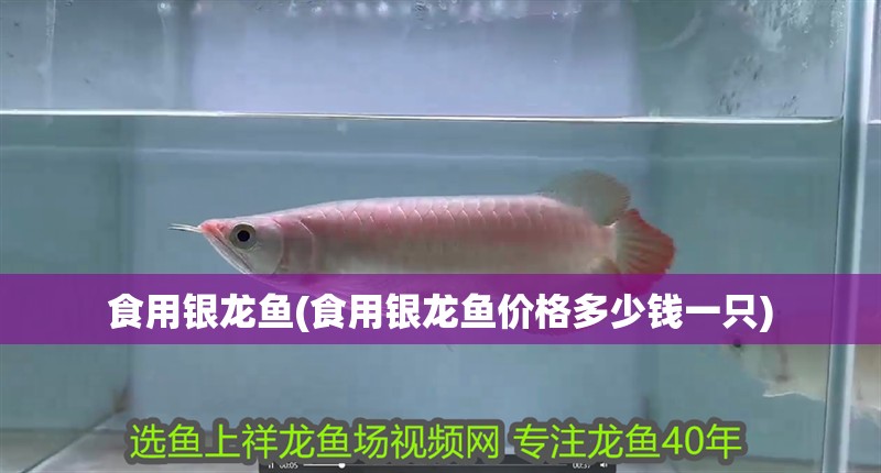 食用銀龍魚(食用銀龍魚價(jià)格多少錢一只)