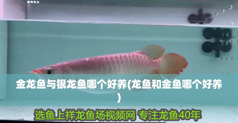 金龍魚與銀龍魚哪個(gè)好養(yǎng)(龍魚和金魚哪個(gè)好養(yǎng))
