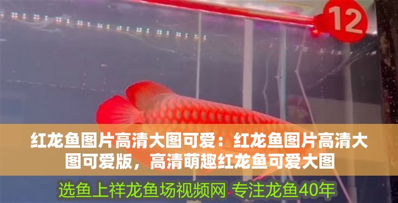 紅龍魚圖片高清大圖可愛：紅龍魚圖片高清大圖可愛版，高清萌趣紅龍魚可愛大圖
