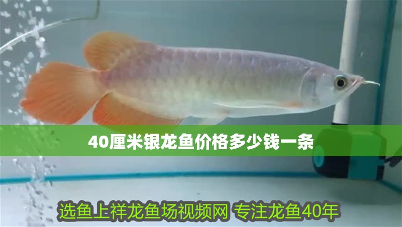 40厘米銀龍魚價格多少錢一條 40厘米銀龍魚價格多少錢一條 龍魚百科