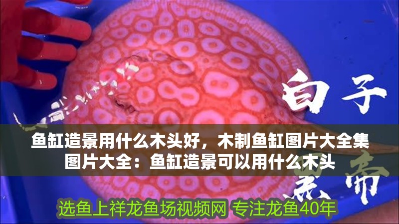 魚缸造景用什么木頭好，木制魚缸圖片大全集圖片大全：魚缸造景可以用什么木頭
