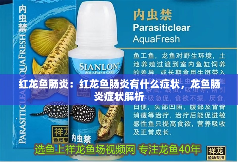 紅龍魚腸炎：紅龍魚腸炎有什么癥狀，龍魚腸炎癥狀解析