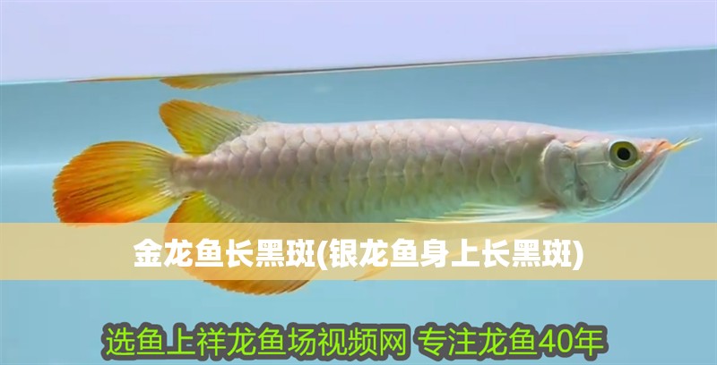 金龍魚長黑斑(銀龍魚身上長黑斑)