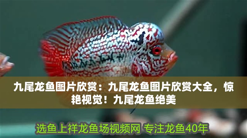 九尾龍魚圖片欣賞：九尾龍魚圖片欣賞大全，驚艷視覺！九尾龍魚絕美