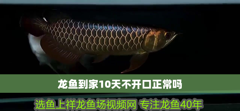 龍魚到家10天不開口正常嗎