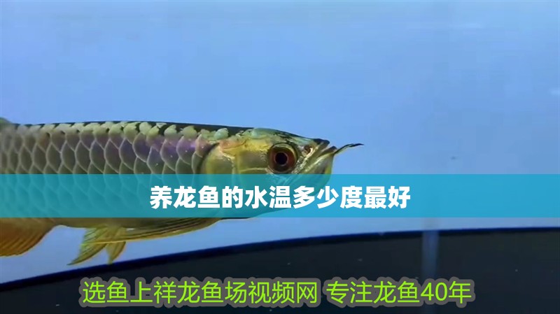 養(yǎng)龍魚的水溫多少度最好