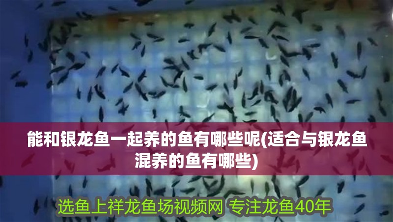能和銀龍魚(yú)一起養(yǎng)的魚(yú)有哪些呢(適合與銀龍魚(yú)混養(yǎng)的魚(yú)有哪些)