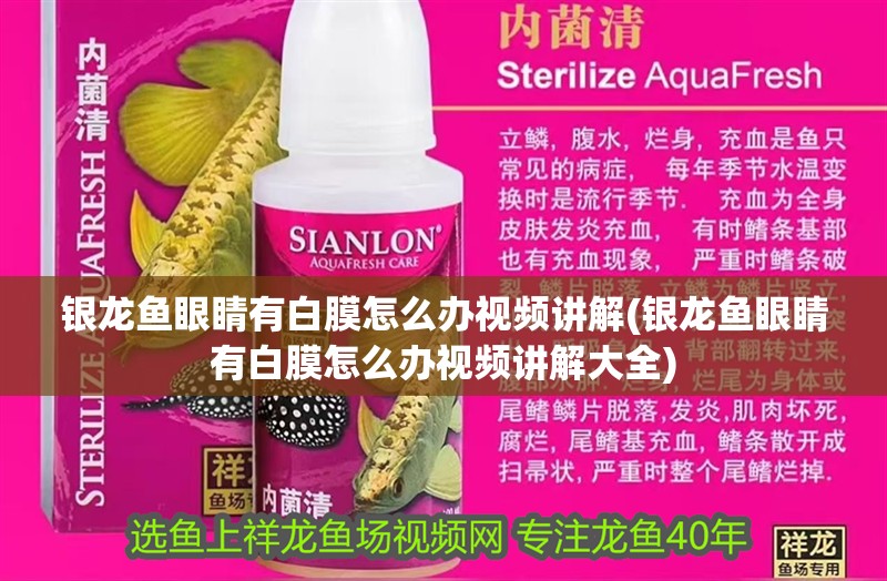 銀龍魚眼睛有白膜怎么辦視頻講解(銀龍魚眼睛有白膜怎么辦視頻講解大全)