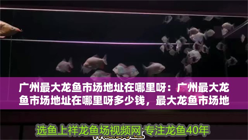 廣州最大龍魚市場地址在哪里呀：廣州最大龍魚市場地址在哪里呀多少錢，最大龍魚市場地址及價格全解析 廣州最大龍魚市場地址在哪里呀：廣州最大龍魚市場地址在哪里呀多少錢，最大龍魚市場地址及價格全解析 水族問答