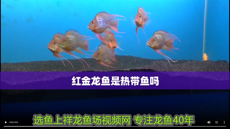 紅金龍魚是熱帶魚嗎