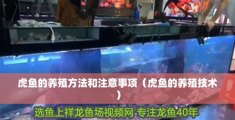 虎魚的養殖方法和注意事項（虎魚的養殖技術）