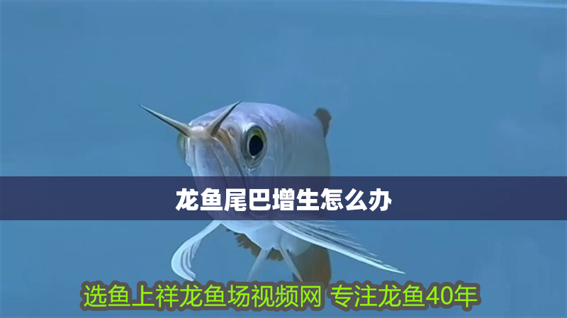 龍魚尾巴增生怎么辦