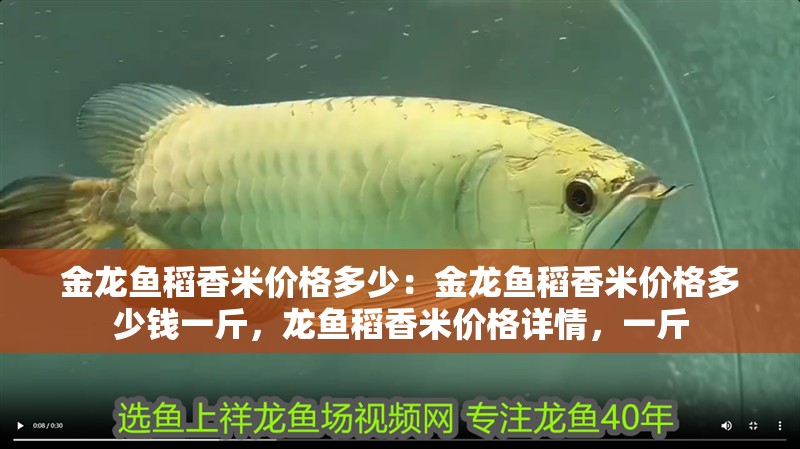 金龍魚稻香米價格多少：金龍魚稻香米價格多少錢一斤，龍魚稻香米價格詳情，一斤