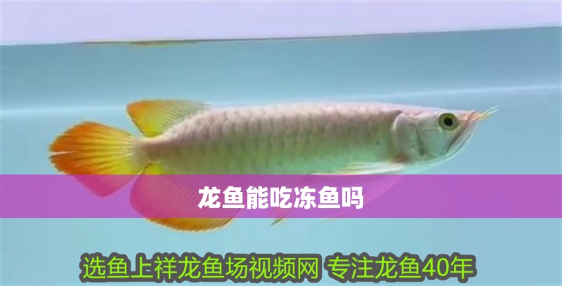 龍魚能吃凍魚嗎