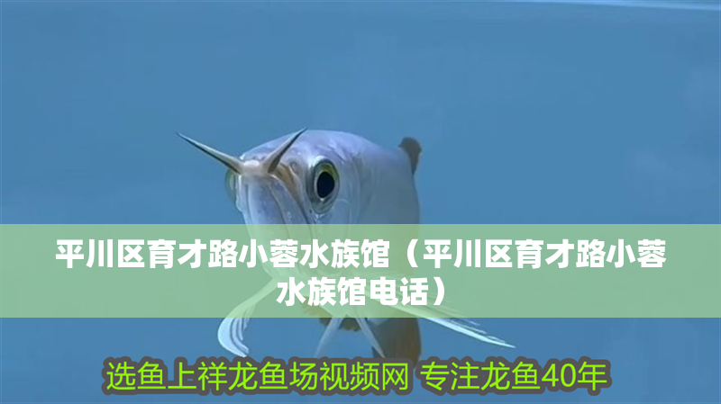 平川區(qū)育才路小蓉水族館（平川區(qū)育才路小蓉水族館電話）