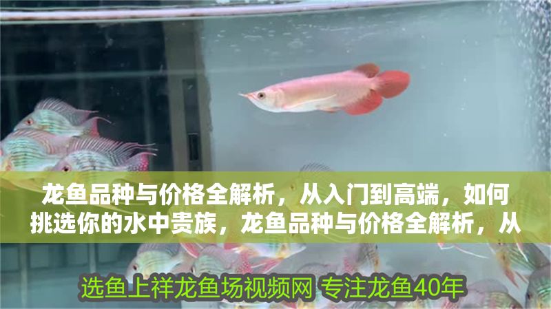 龍魚品種與價格全解析，從入門到高端，如何挑選你的水中貴族，龍魚品種與價格全解析，從入門到高端的水中貴族選購指南