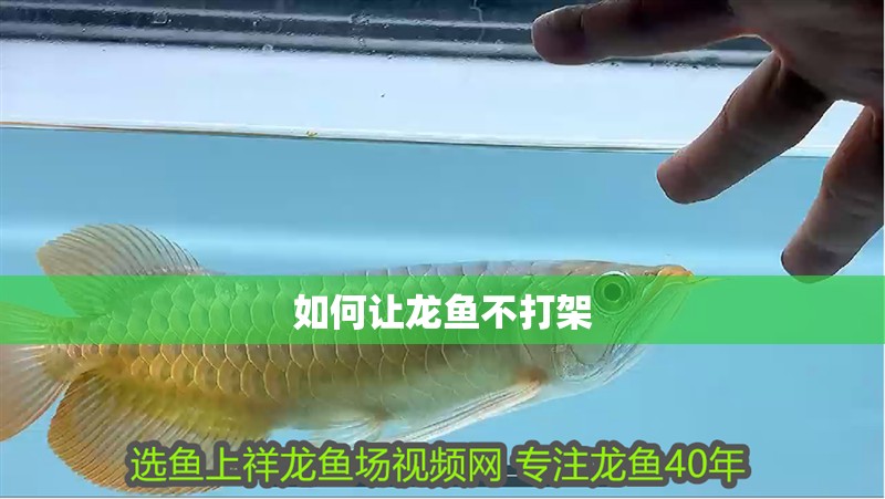 如何讓龍魚不打架 如何讓龍魚不打架 龍魚百科