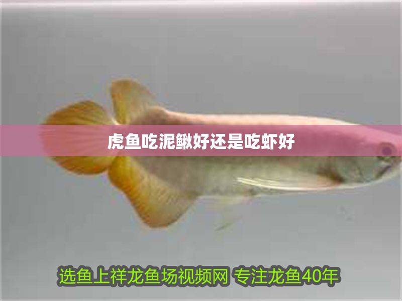 虎魚吃泥鰍好還是吃蝦好