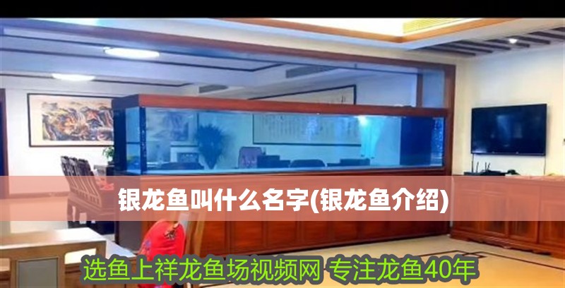 魚缸用增氧泵價格是多少:魚缸增氧機-xtrac增氧機-xtrac增氧機 銀龍魚叫什么名字(銀龍魚介紹) 銀龍魚百科 銀龍魚叫什么名字(銀龍魚介紹) 銀龍魚叫什么名字(銀龍魚介紹) 銀龍魚百科