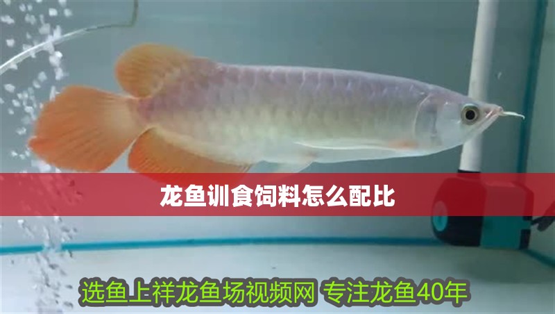龍魚訓食飼料怎么配比 龍魚百科 龍魚訓食飼料怎么配比 龍魚訓食飼料怎么配比 龍魚百科