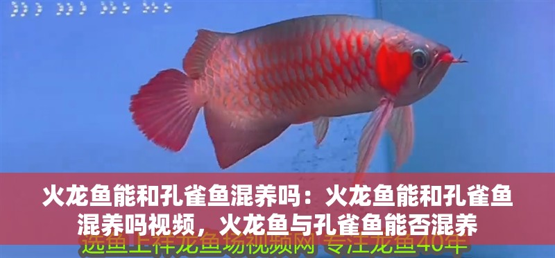 火龍魚能和孔雀魚混養嗎：火龍魚能和孔雀魚混養嗎視頻，火龍魚與孔雀魚能否混養 火龍魚能和孔雀魚混養嗎：火龍魚能和孔雀魚混養嗎視頻，火龍魚與孔雀魚能否混養 水族問答