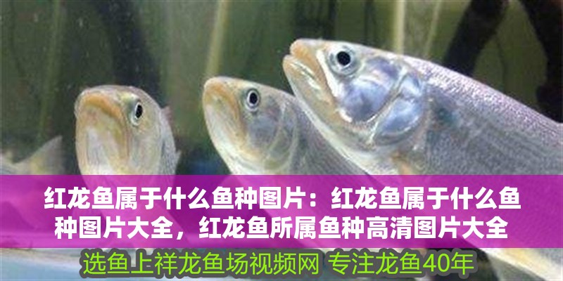 紅龍魚屬于什么魚種圖片：紅龍魚屬于什么魚種圖片大全，紅龍魚所屬魚種高清圖片大全 紅龍魚屬于什么魚種圖片：紅龍魚屬于什么魚種圖片大全，紅龍魚所屬魚種高清圖片大全 水族問答