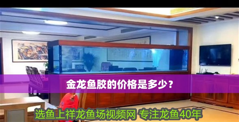 金龍魚膠的價格是多少？ 金龍魚膠的價格是多少？ 龍魚百科
