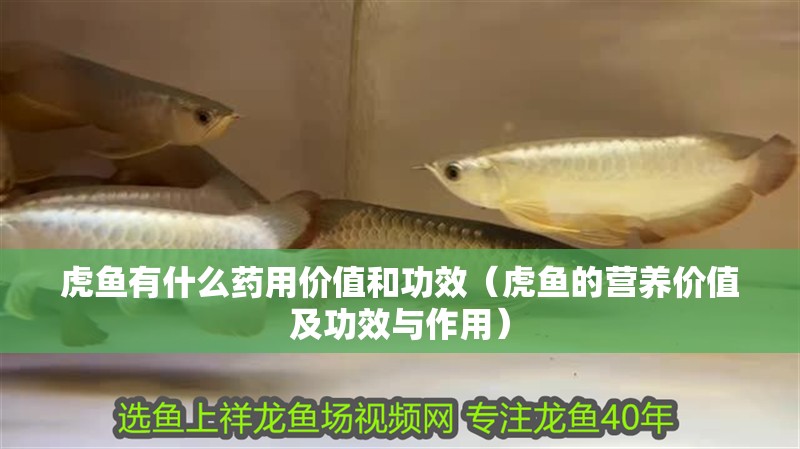 虎魚有什么藥用價值和功效（虎魚的營養價值及功效與作用） 虎魚有什么藥用價值和功效（虎魚的營養價值及功效與作用） 虎魚百科